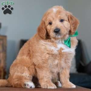 Bo, Goldendoodle Puppy